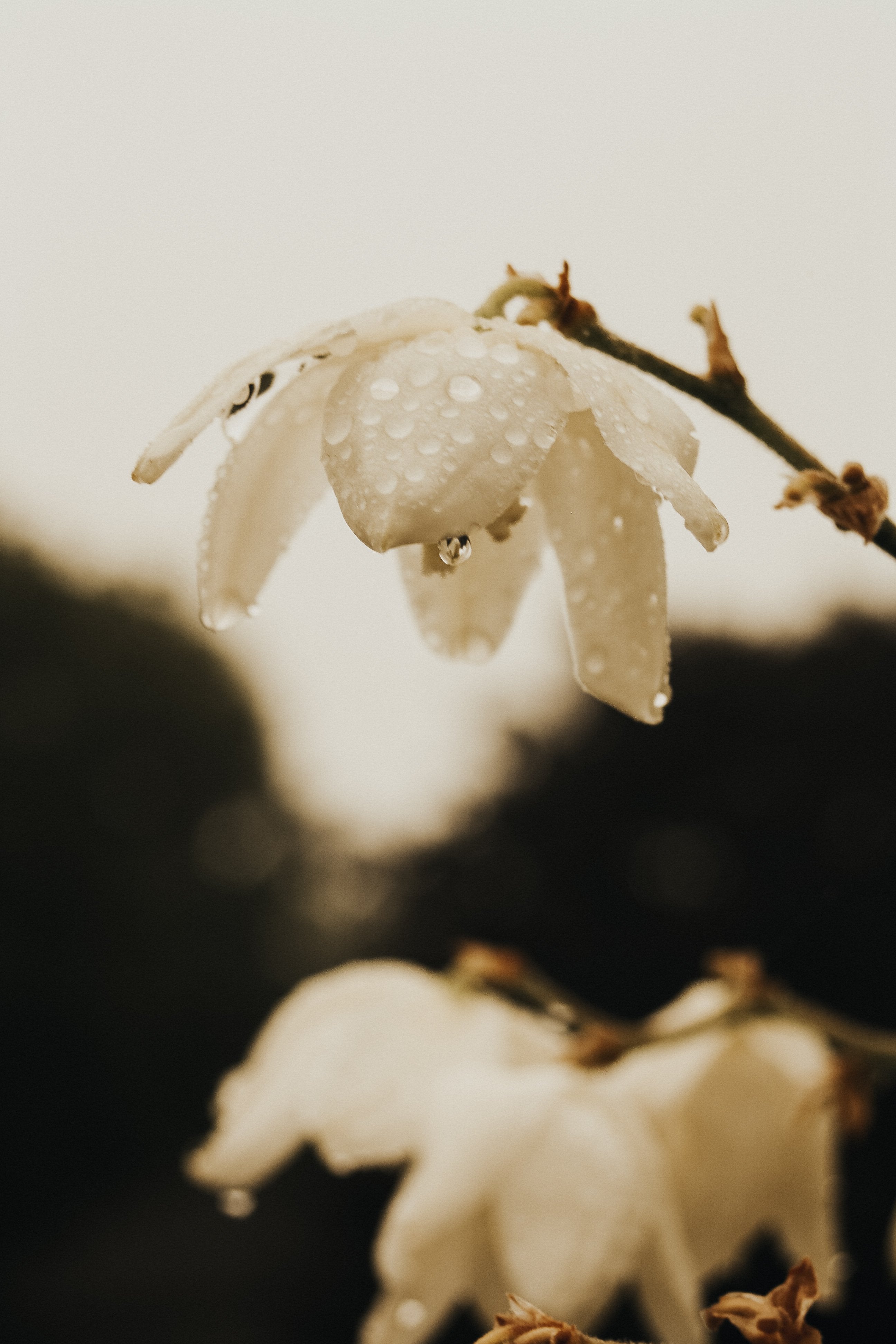 反物から雪花柄に染色する雪花絞りの魅力とは?