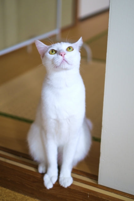 改めて知りたい 日本猫 和猫 の種類ってどんなもの それぞれの特徴や性格を解説します 和猫グッズ 猫雑貨の専門通販