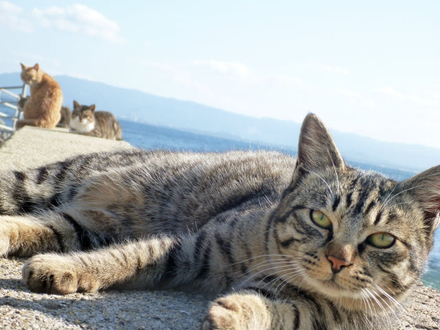 福岡 猫好きさんなら一度は行ってみたい猫の楽園 福岡の猫島5選をご紹介 コラム 和猫グッズ 猫雑貨の専門通販